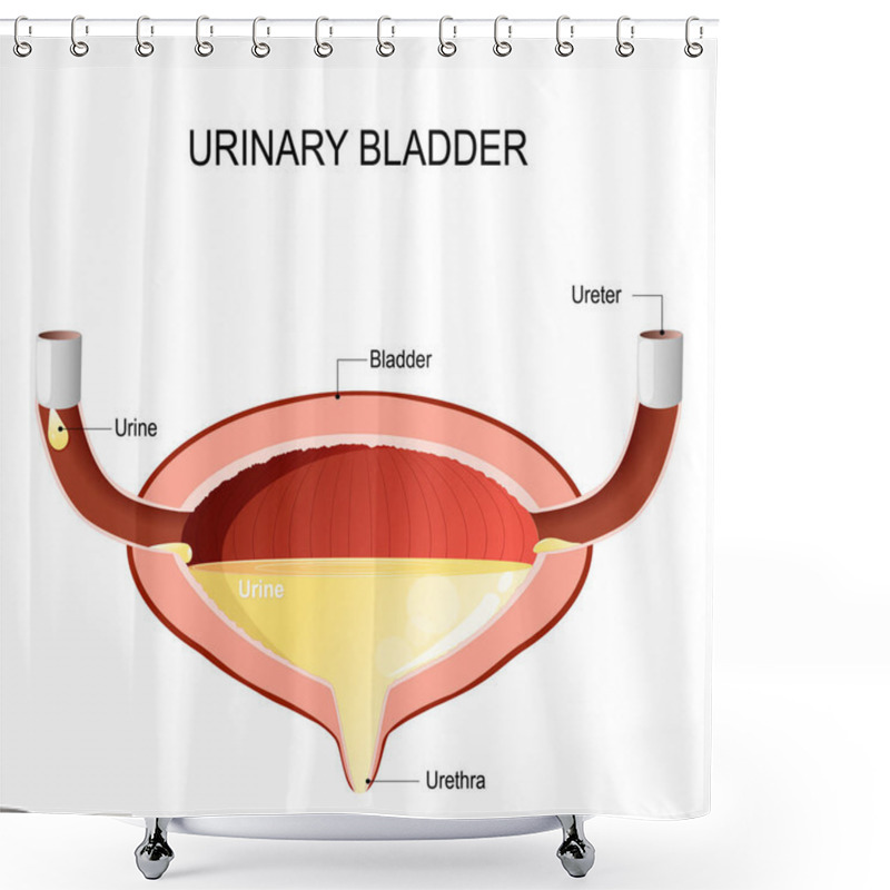 Personality  Urinary Bladder With Urine. Shower Curtains