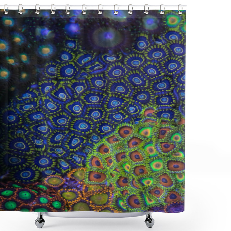 Personality  Coral Zoanthus Blue Hornet Shower Curtains