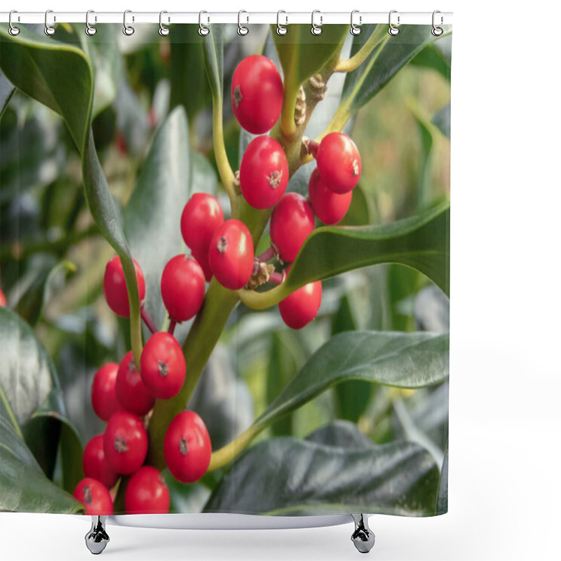 Personality  Christmas Holly Branch With Red Berries And Glossy Green Foliage. Ilex Aquifolium Plant In The Family Aquifoliacea Shower Curtains