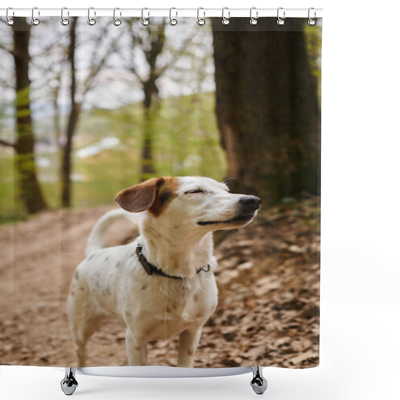 Personality  Image Of Relaxed Peaceful Cute White Dog Standing And Resting In Narrow Forest Path, Eyes Closed Shower Curtains