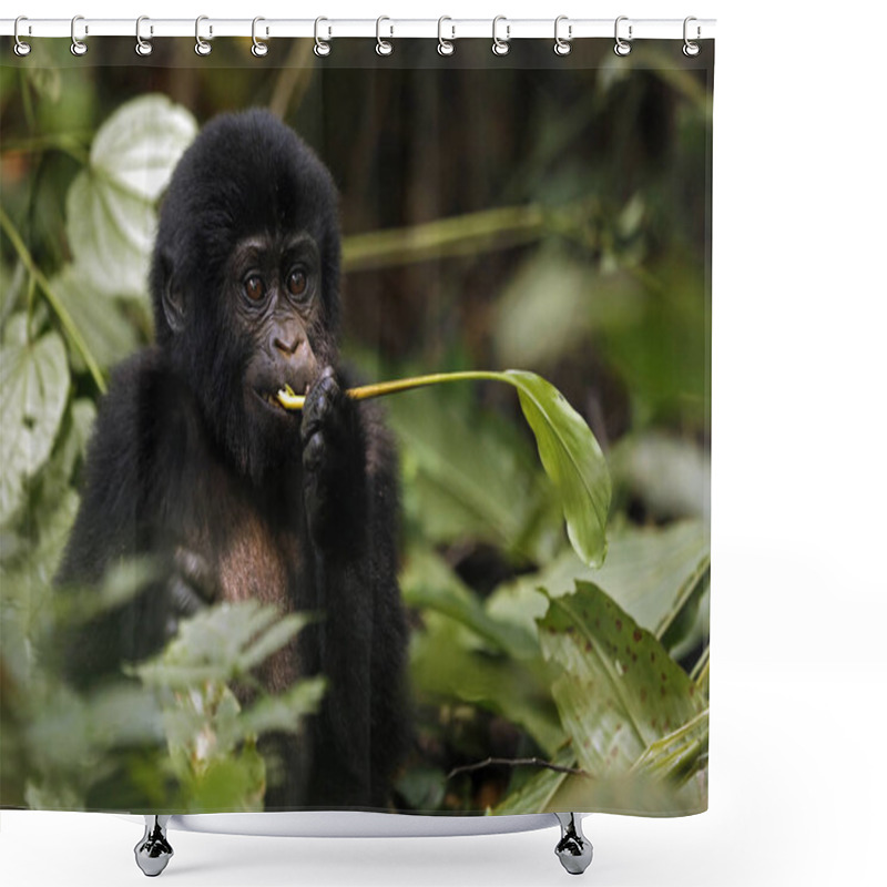 Personality  Baby Gorilla (Gorilla Beringei Beringei) Feeding. Bwindi Impenetrable National Park, Uganda Shower Curtains