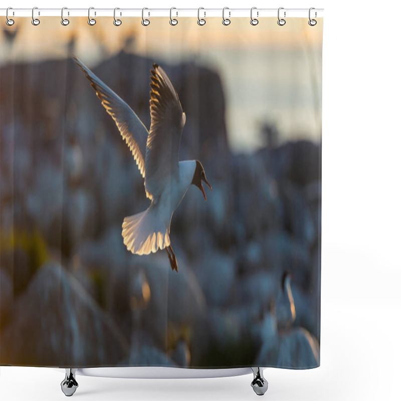 Personality  The Flying Seagull In Backlight Of The Sunset. Sunset  Background. The Black-headed Gull Scientific Name: Larus Ridibundus. Shower Curtains