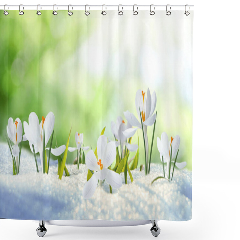 Personality  Beautiful Crocuses Growing Through Snow Outdoors On Sunny Day. First Spring Flowers Shower Curtains