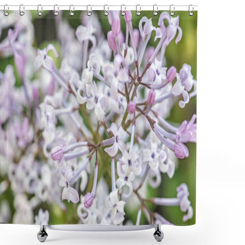 Personality  Blossoming Syringa Lilac Bush, Natural Scene Shower Curtains