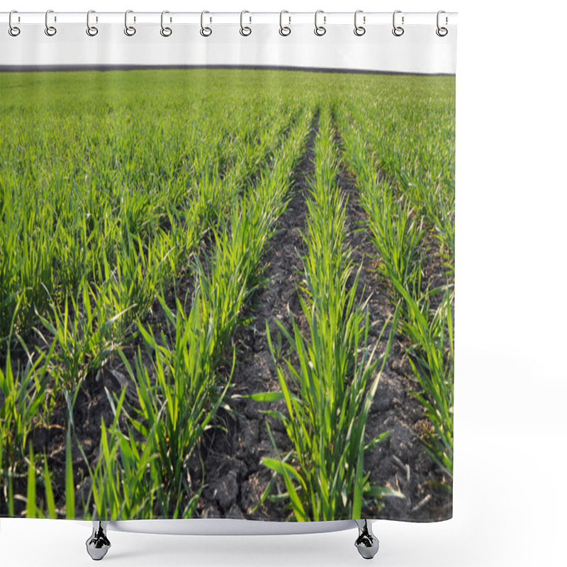 Personality  In The Spring Sowing Winter Wheat Field Shower Curtains