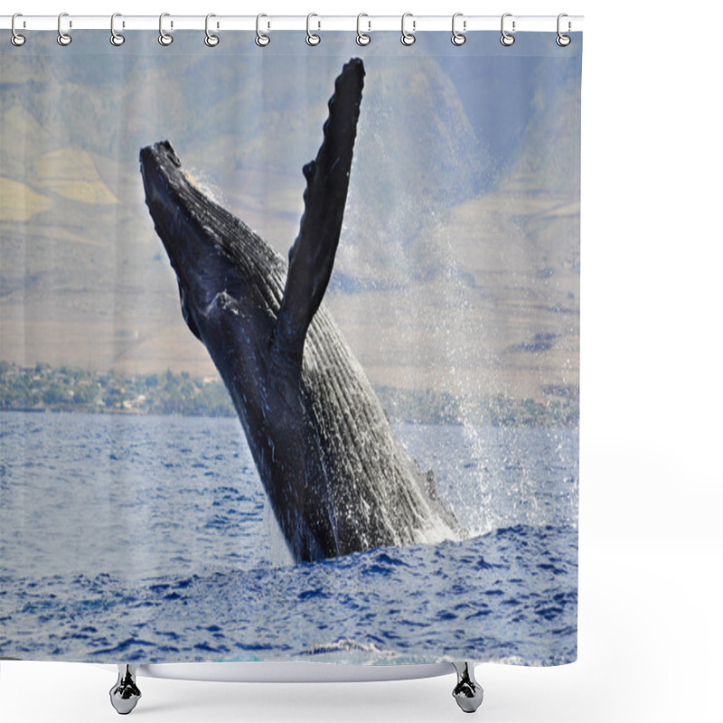 Personality  A Breaching Humpback Whale Shower Curtains