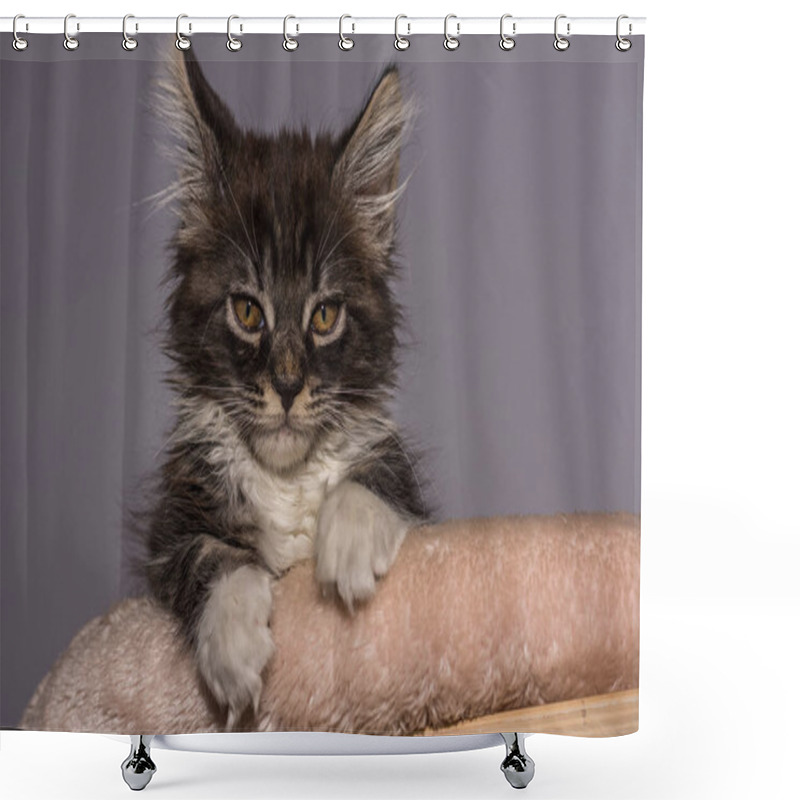 Personality  Fluffy Baby Maine Coon Cat Lies And Looks Dear Straight To The Camera Shower Curtains