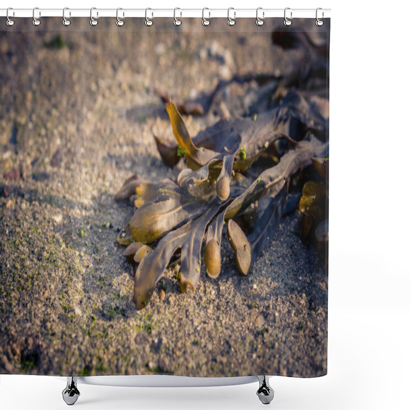 Personality  A Closeup Of Seaweed Fucus Serratus On Sand Shower Curtains