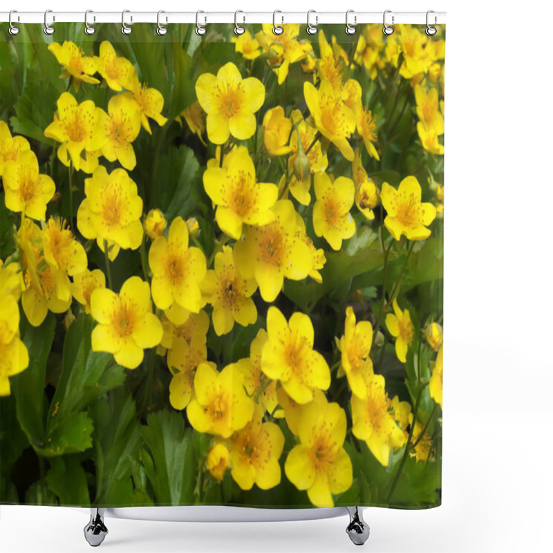 Personality  Yellow Marsh Marigold  King Cup Plant Caltha Palustris Shower Curtains