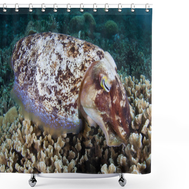 Personality  A Broadclub Cuttlefish, Sepia Latimanus, Lays Eggs In A Coral Colony Amid The Remote Islands Of Raja Ampat, Indonesia. This Equatorial Region Is Possibly The Center For Marine Biodiversity. Shower Curtains