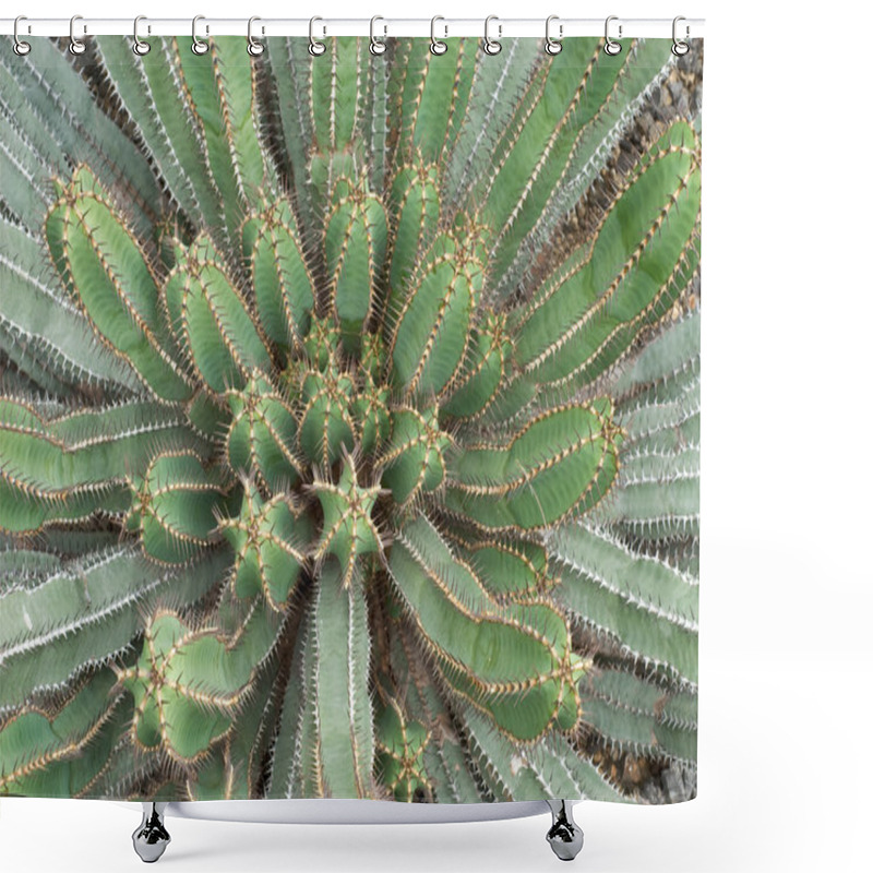 Personality  Cactus Of Mexico Shower Curtains