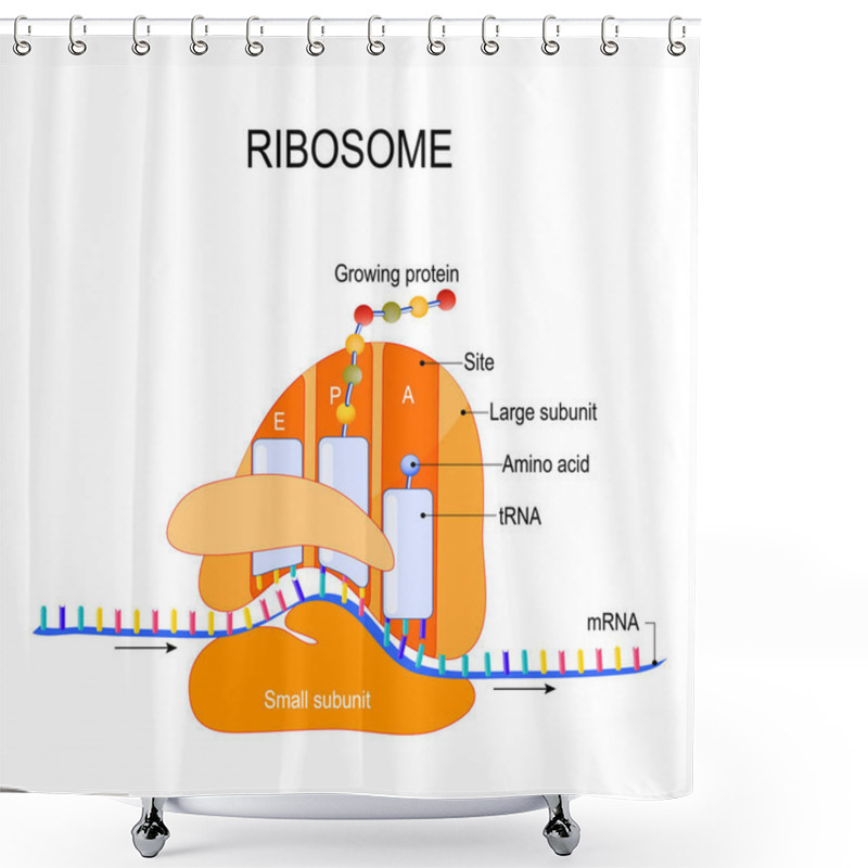 Personality  Anatomy Of A Ribosome. The Interaction Of A Ribosome With MRNA. Process Of Initiation Of Translation (biological Protein Synthesis). Vector Diagram For Your Design, Educational, Medical, Biological And Science Use Shower Curtains