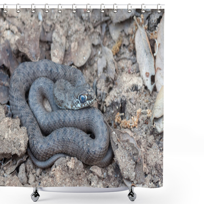 Personality  A snake shower curtains