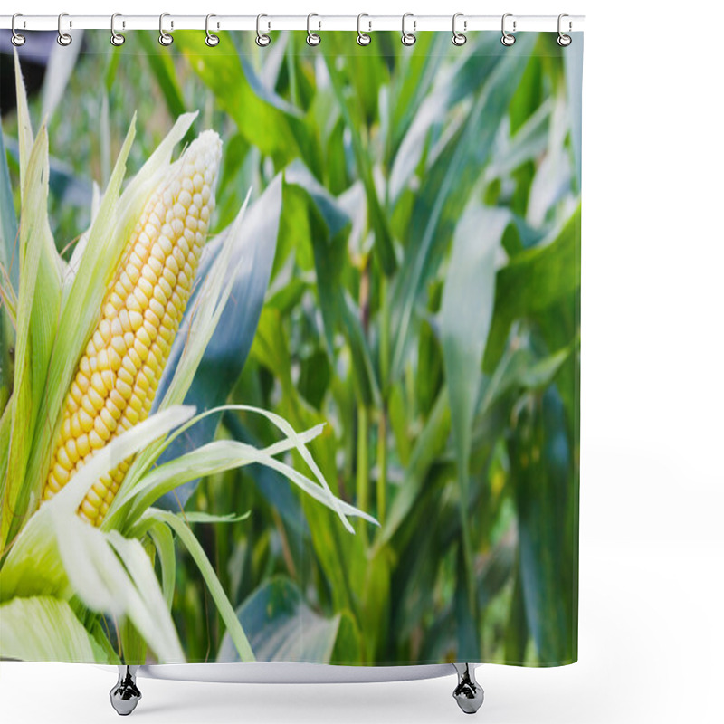 Personality  Corn Field Shower Curtains