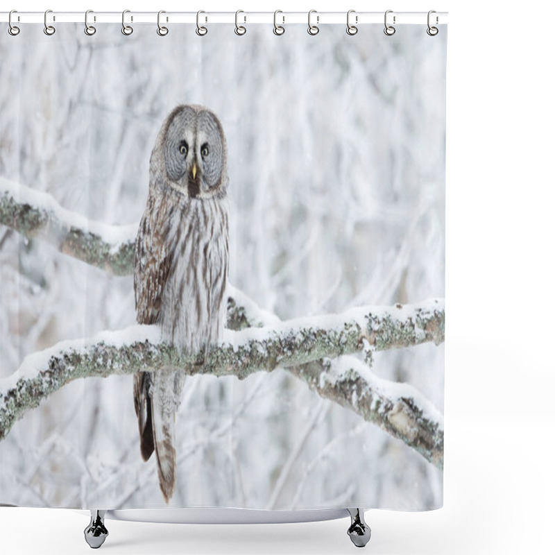 Personality  Close Up Of Great Grey Owl (Strix Nebulosa) Perched In A Tree, Winter In Finland. Shower Curtains