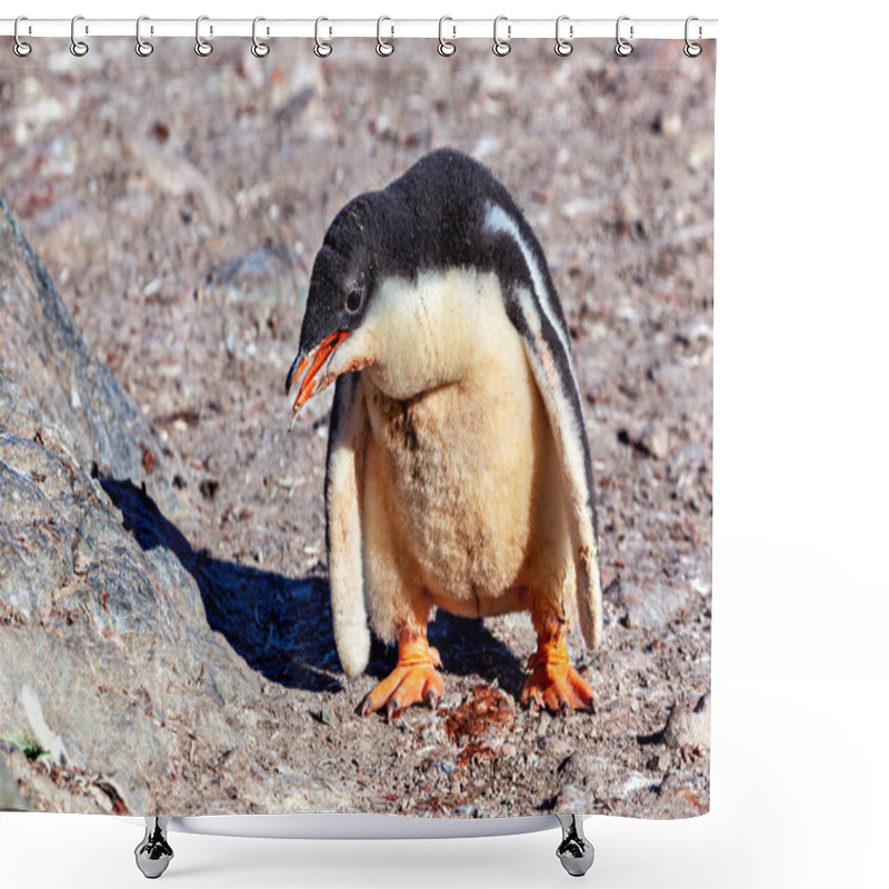 Personality  Gentoo Penguins In The Antarctic Area Shower Curtains