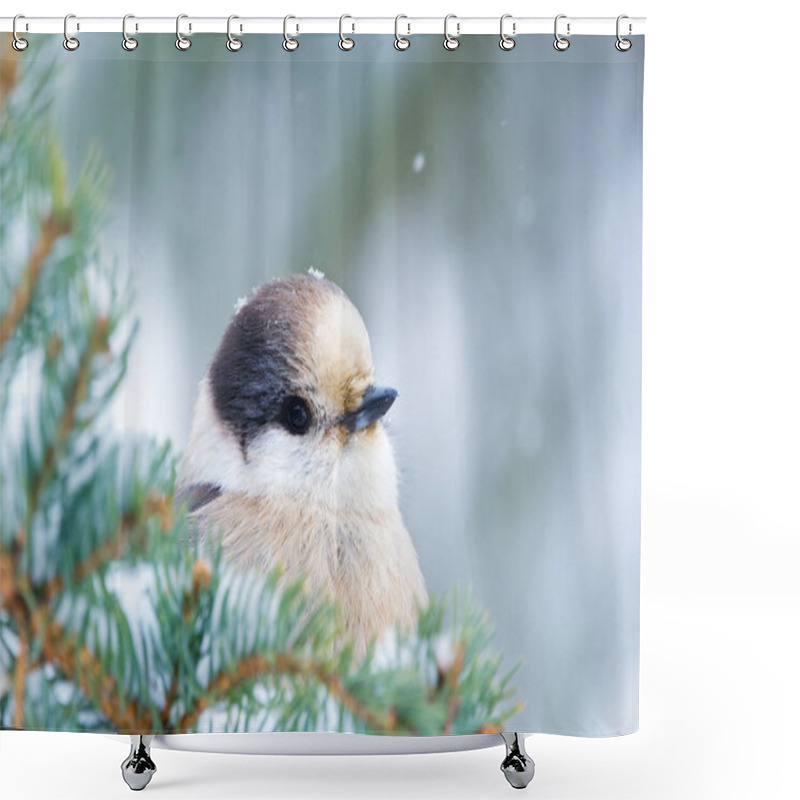 Personality  Portrait Of A Cute Canada Jay Perched On The Spruce Branch In The Park In Winter, Snow On Trees. Shower Curtains