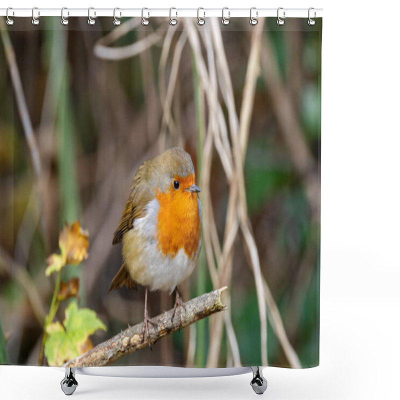 Personality  A European Robin, A Small Insectivorous Bird, Perched In The National Botanic Gardens, Dublin, Ireland. Shower Curtains