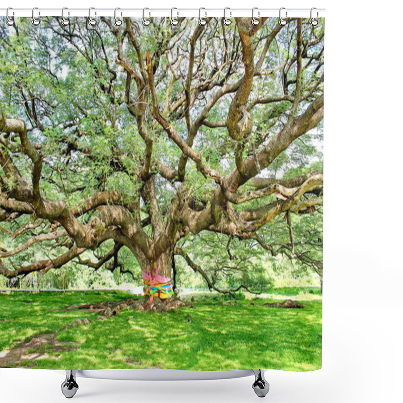 Personality  A Large Tree, 100 Years Old Or Jamjuree In Kanchanaburi, Thailand, Open To Tourists. Shower Curtains