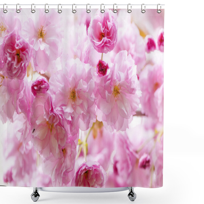 Personality  Cherry Blossoms On Spring Cherry Tree Shower Curtains