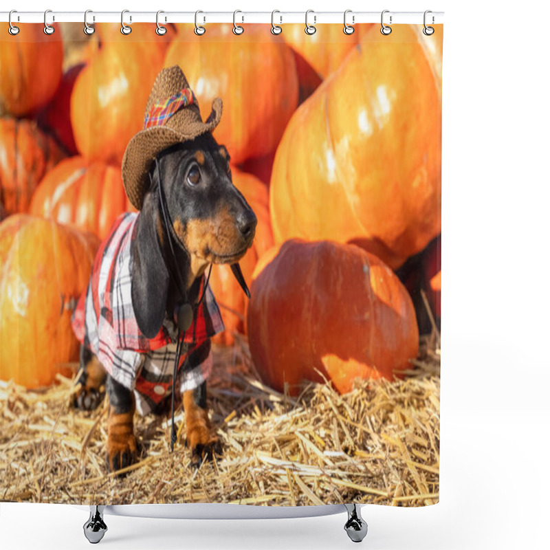 Personality  Funny Dachshund Puppy, Dressed In A Village Check Shirt And A Cowboy Hat, Standing Nearby A Heap A Pumpkin Harvest At The Fair In The Autumn. Dog Prepares For Halloween Shower Curtains