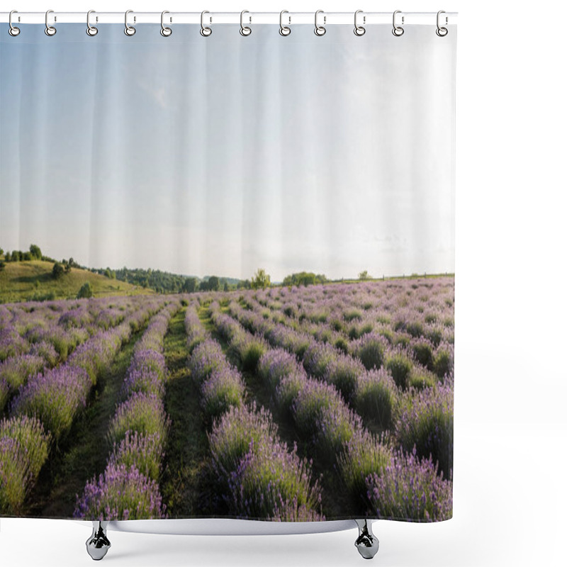 Personality  Field With Flowering Lavender In Countryside Shower Curtains