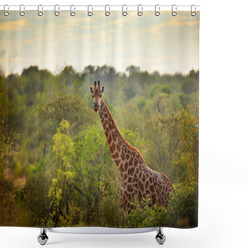 Personality  Giraffe And Morning Sunrise. Green Vegetation With Animal Portrait. Wildlife Scene From Nature. Orange Light In The Forest, Okavango, Botswana, Africa. Shower Curtains