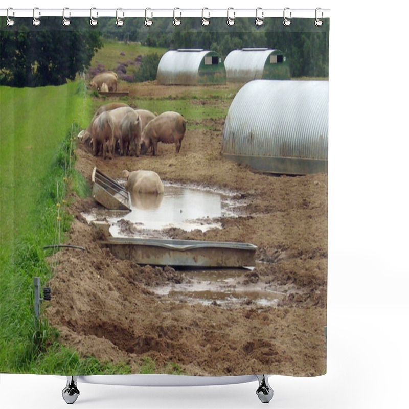 Personality  Free Range Pigs In A Field With Three Metal Shelters And Feeding Troughs. One Pig Is Wallowing In The Mud. Electric Fence Runs Alongside The Field With Grass Beyond. Hedges And Trees In The Background. Shower Curtains