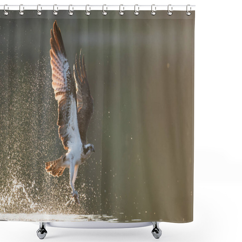 Personality  Beautiful Osprey Hunting Over Lake Shower Curtains