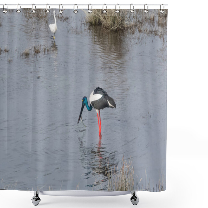 Personality  Black-necked Stork Fishing At Ram Ganga River At Dhikala Zone, Nainital, Pauri Garhwal Uttarakhand, India Shower Curtains