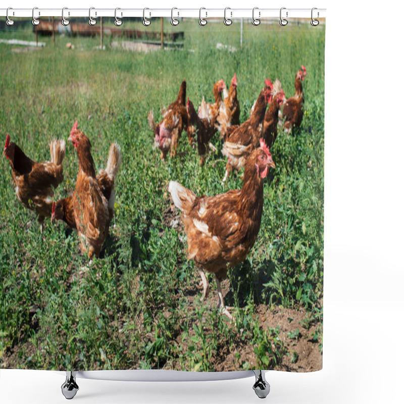 Personality  Free Range Chicken Farm In Village Outdoors. Group Of Chickens Going Out From Coop In The Grass Shower Curtains