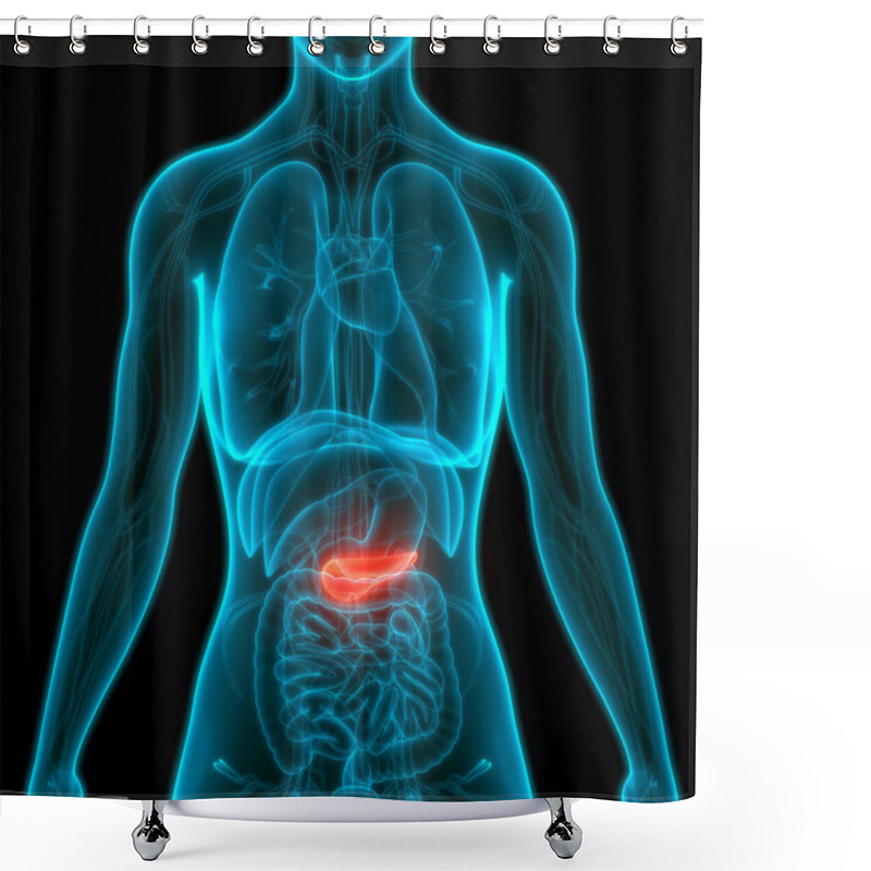 Personality  Human Internal Organ Pancreas Anatomy. 3D Shower Curtains