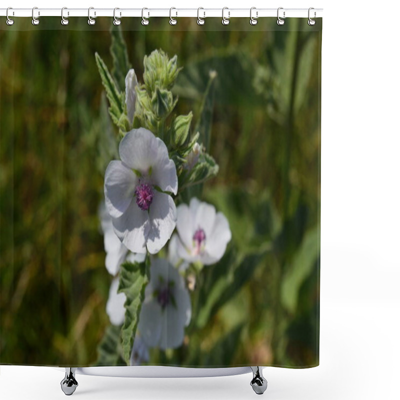 Personality  Wild Mallow Bloom In The Meadow Shower Curtains