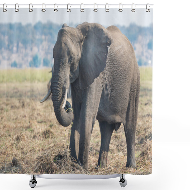 Personality  Elephant Eating Shower Curtains