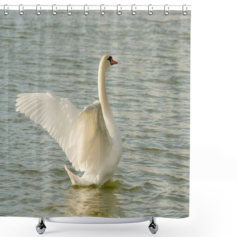 Personality  Swan Spreads Its Wings Shower Curtains