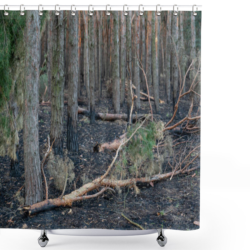 Personality  Broken Trees In The Forest After Bombing Or Shelling. Shrapnel Marks On The Trunks Of Burnt Pines. The War In Ukraine. Invasions Of The Russian Army In Ukraine Near Mykolaiv. Shower Curtains