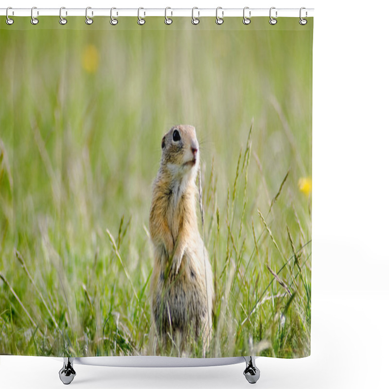 Personality  Gopher Between Flowers And Grass Shower Curtains