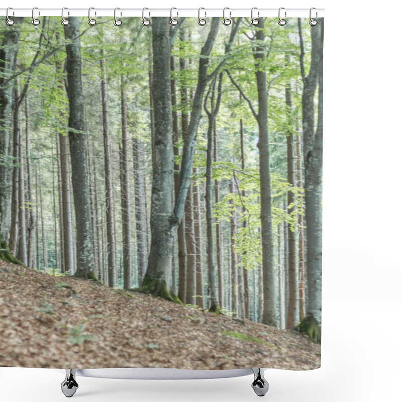 Personality  Capture The Ethereal Beauty Of A Carpathian Beech Forest With Its Striking Gray Tree Trunks Creating A Mesmerizing Atmosphere Shower Curtains