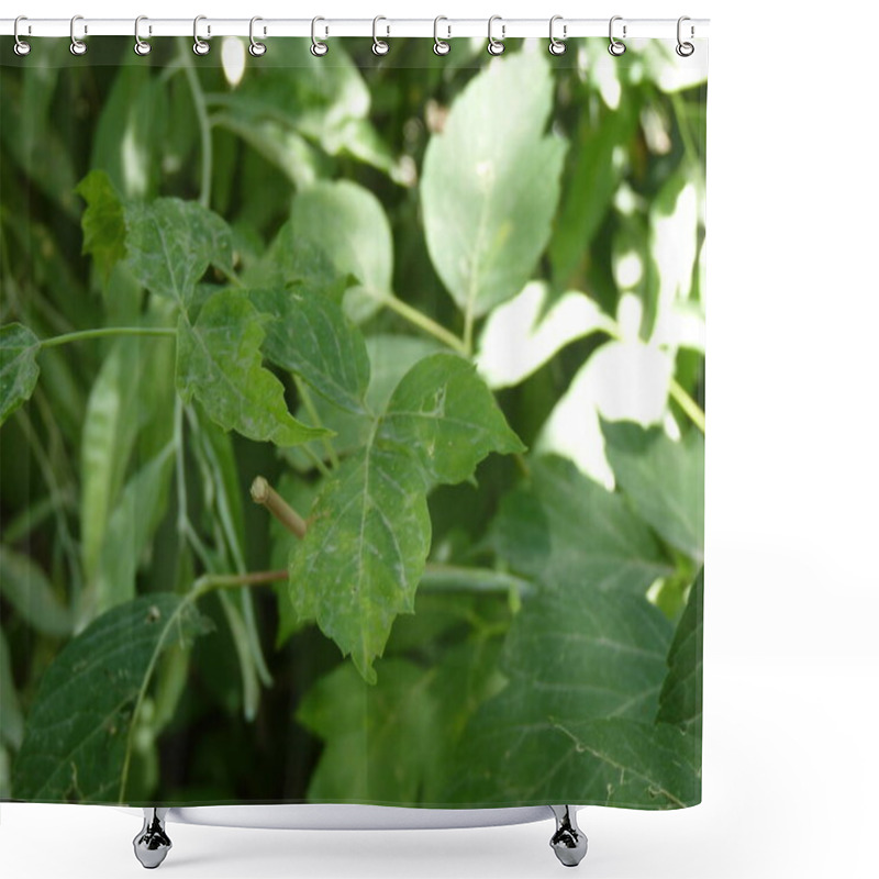 Personality  Leaves Of Life: A Natural Reflection Of Trkiye's Green Passport, Symbolizing Growth, Freedom, And The Endless Opportunities To Explore The World. Shower Curtains