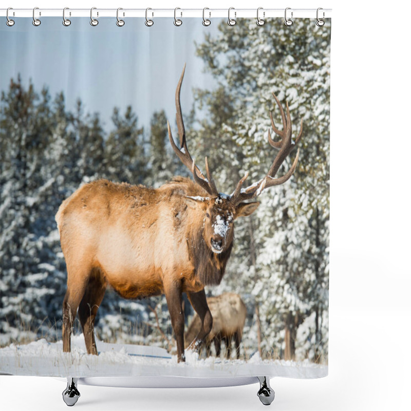 Personality  Elk In Wild, Animal. Nature, Fauna Shower Curtains