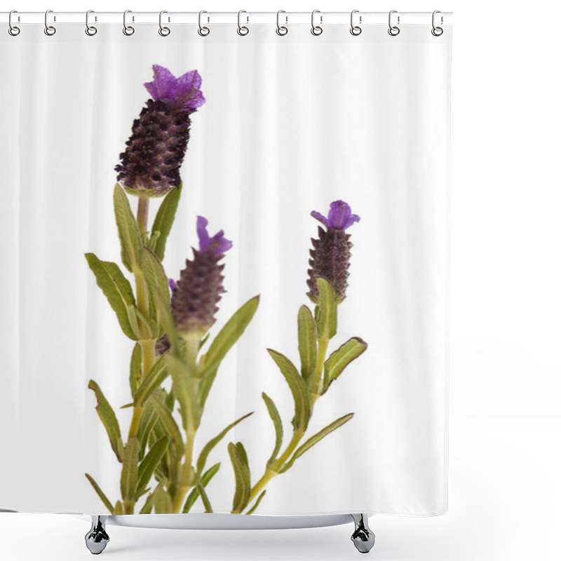 Personality  Lavandula Stoechas, The Spanish Lavender Shower Curtains