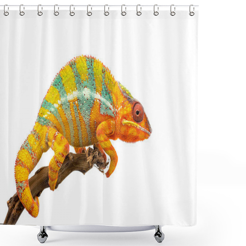 Personality  Yellow Blue Lizard Panther Chameleon Isolated On White Background Shower Curtains