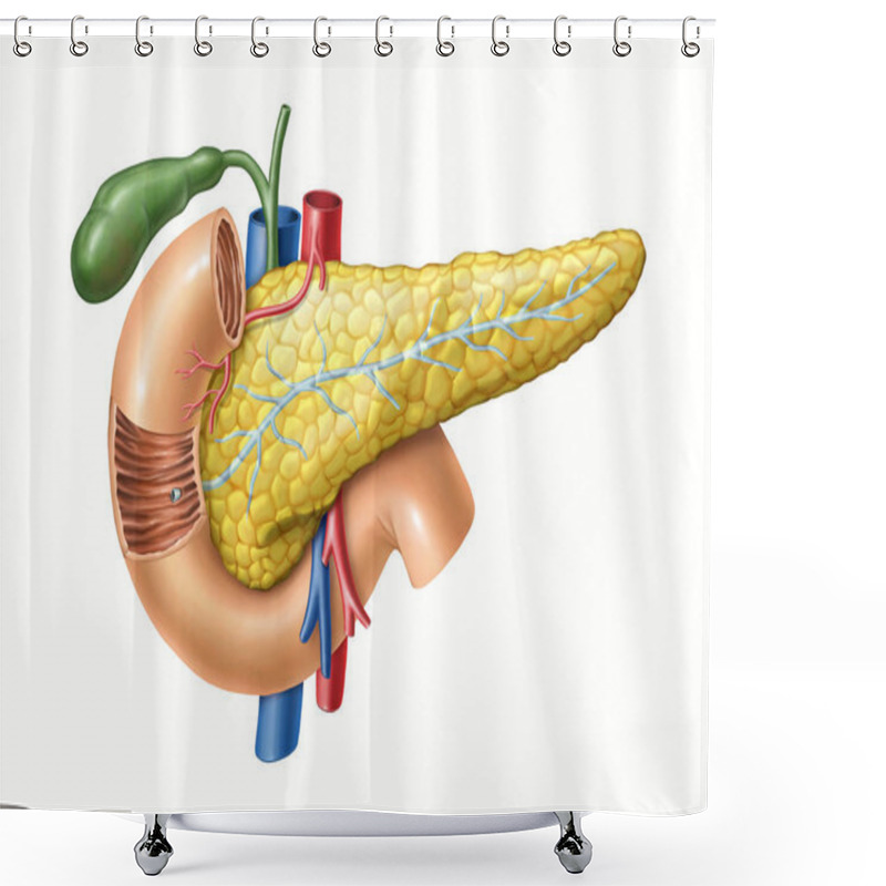 Personality  Pancreas Anatomy Shower Curtains