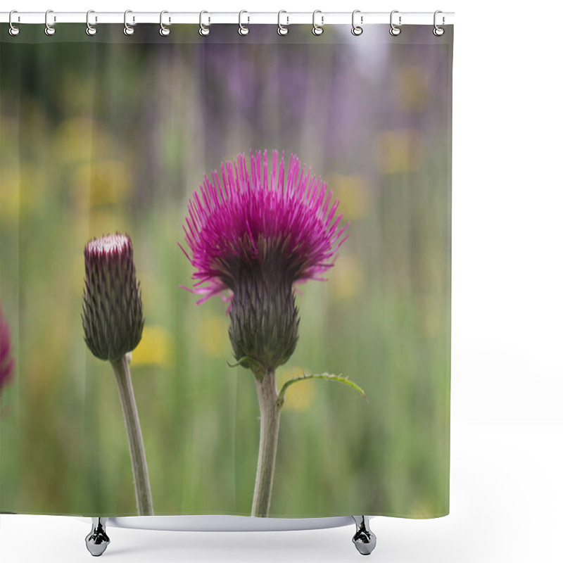 Personality  Plume Thistle, Cirsium Rivulare Atropurpureum, Flower In Garden  Shower Curtains