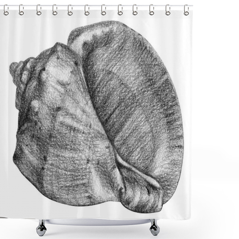 Personality  Illustration With Seashell Drawn By Hand With Pencil  Shower Curtains