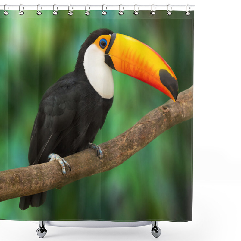 Personality  Toucan Shower Curtains