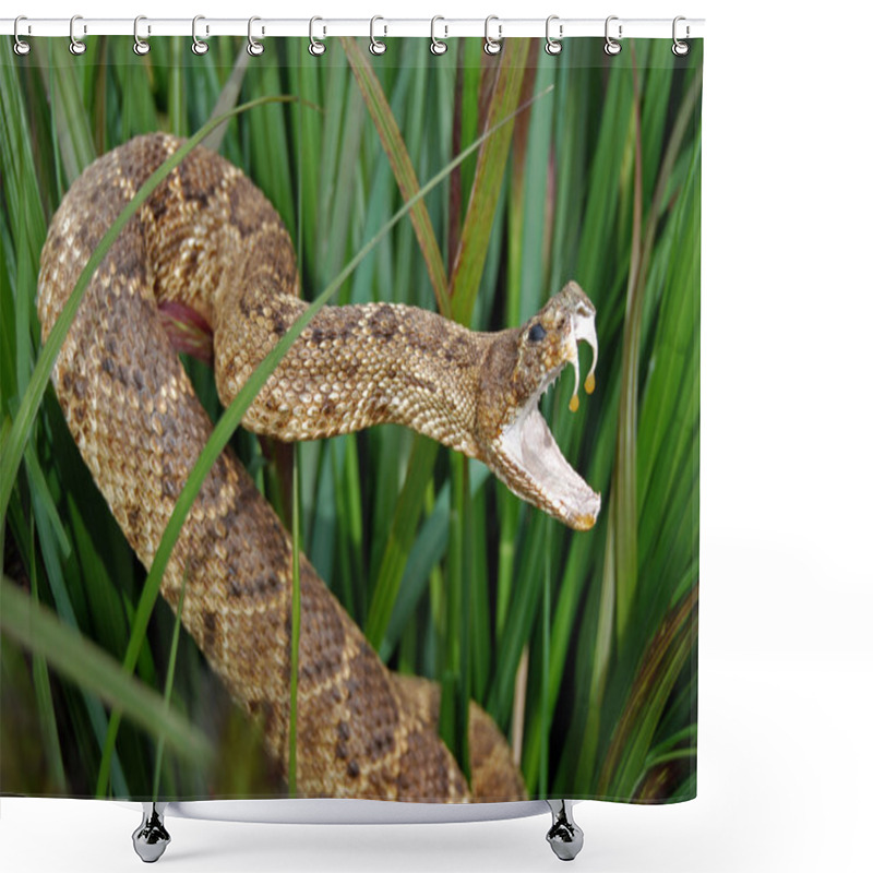 Personality  Angry rattle snake shower curtains