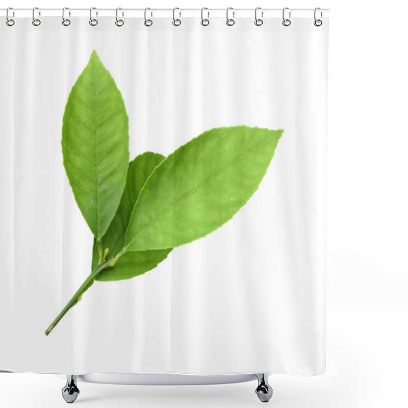 Personality  Fresh Twig With Green Citrus Leaves Isolated On White Shower Curtains