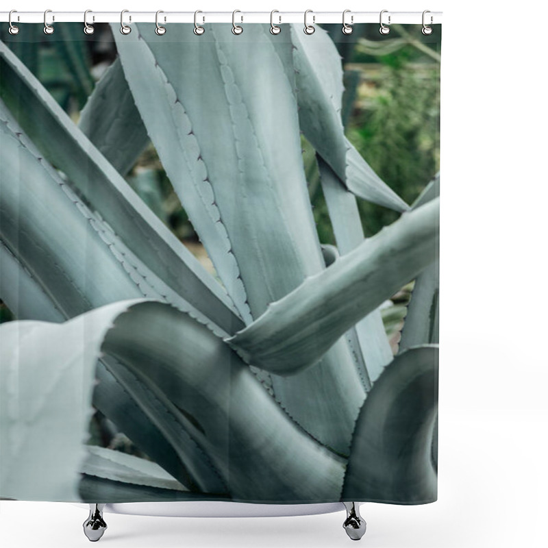 Personality  Close Up View Of Sharp Light Green Cactus Leaves  Shower Curtains