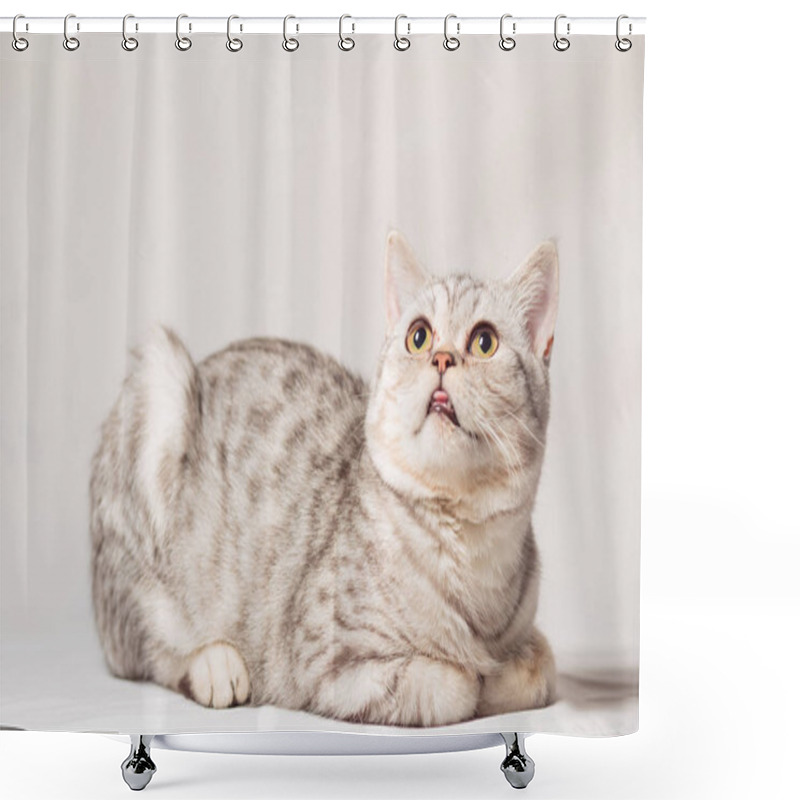 Personality  European Cat In Front On A White Background Shower Curtains